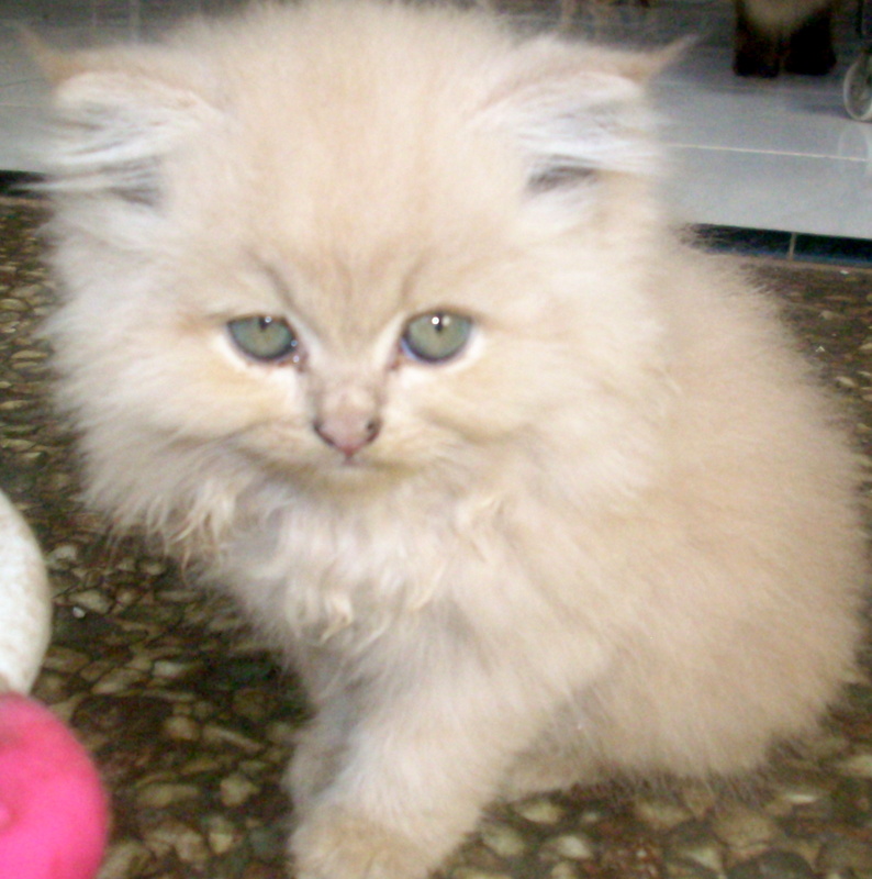 Anak Kucing Persia Warna Kuning Anakan Lucu Anggora Gambar